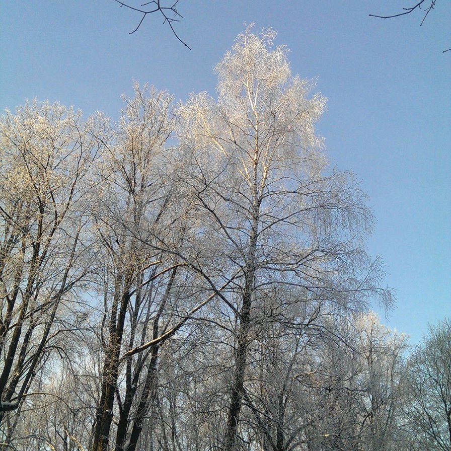 зима - зима, снег, небо, мороз, деревья - оригинал
