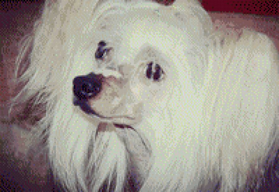 Китайская хохлатая @simpapy - кхс, уши, хохлатая, нос, животные, китайская хохлатая, собака - предпросмотр