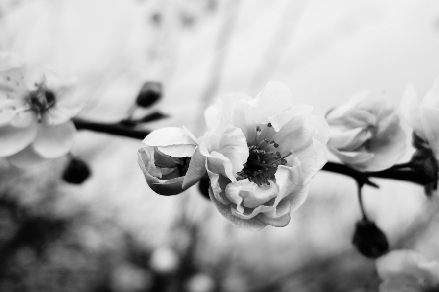 Цветение 300х200 - оригинал