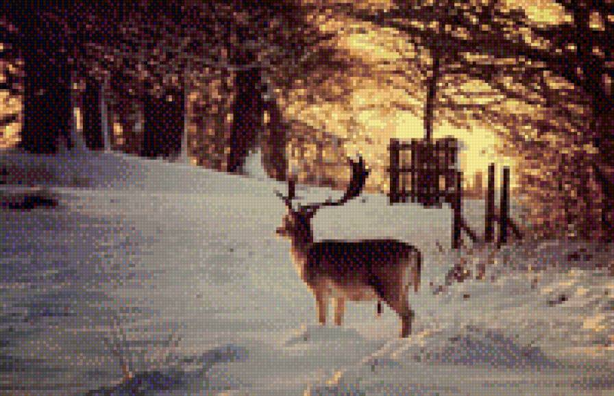 Лесной олень - олень, зима, зимний пейзаж, зимний лес, пейзаж, лес - предпросмотр