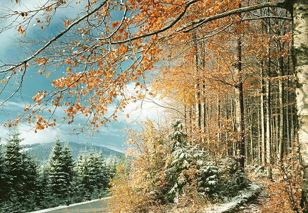 Поздняя осень - осень - оригинал