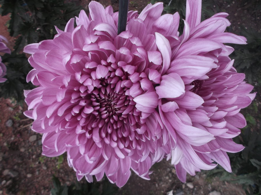 цветы - цветы - оригинал