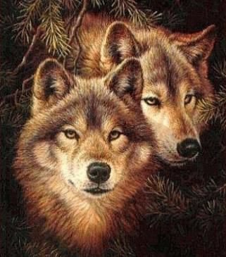 волки,пара - оригинал