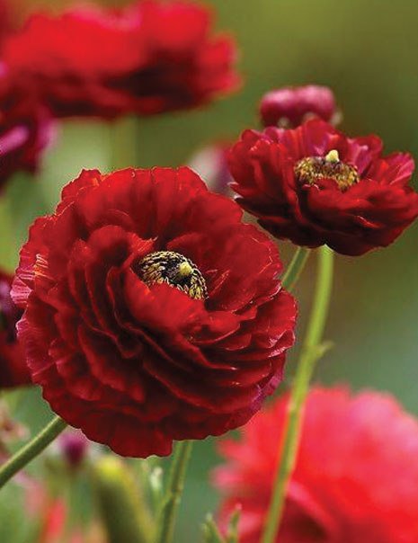 маки - маки - оригинал