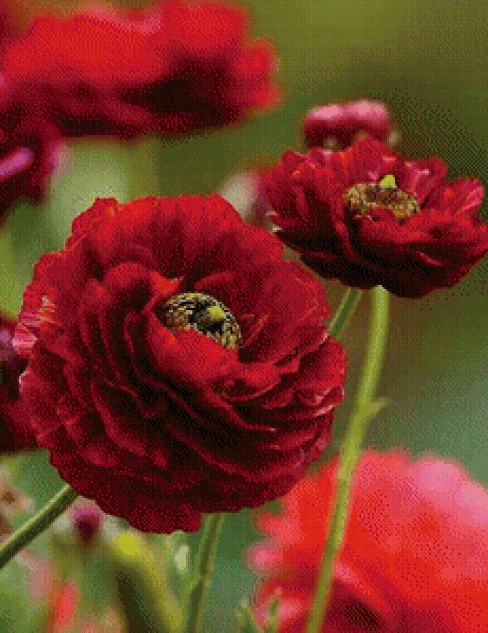 маки - маки - предпросмотр