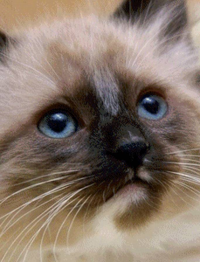 сиамская киса - сиамская киса - предпросмотр