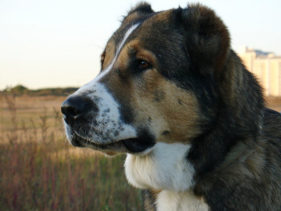 алабай - оригинал