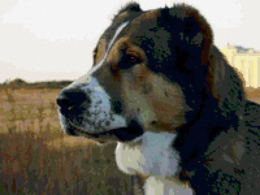 алабай - предпросмотр