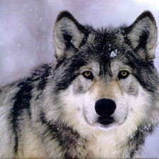 Оригинал схемы вышивки «одинокий волк» (№1069616)
