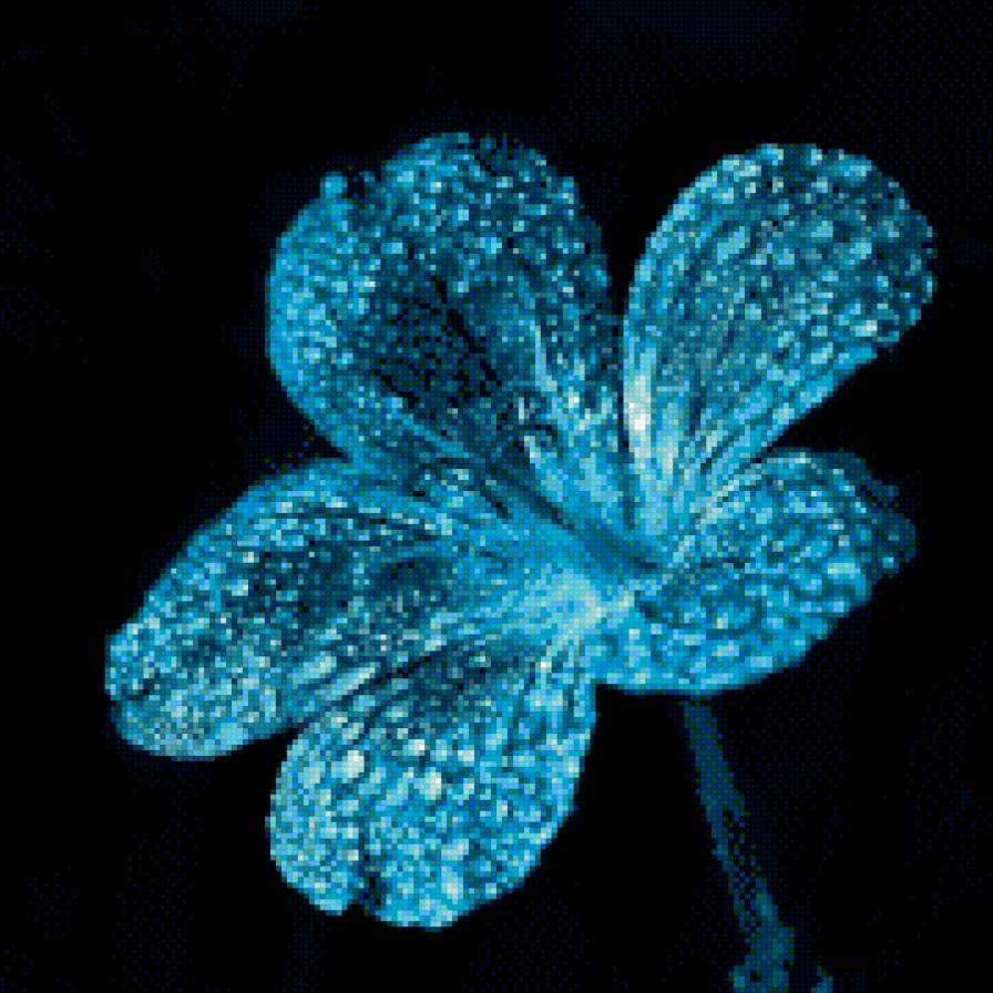 Цветок на черном. - предпросмотр