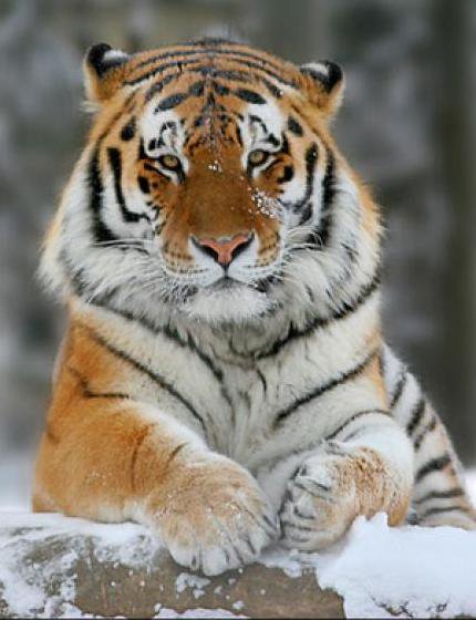 амурский тигр - хищники - оригинал