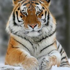 Схема вышивки «амурский тигр»