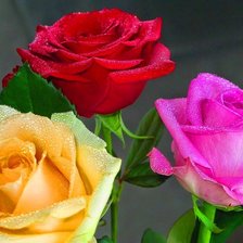 Схема вышивки «Розы.»