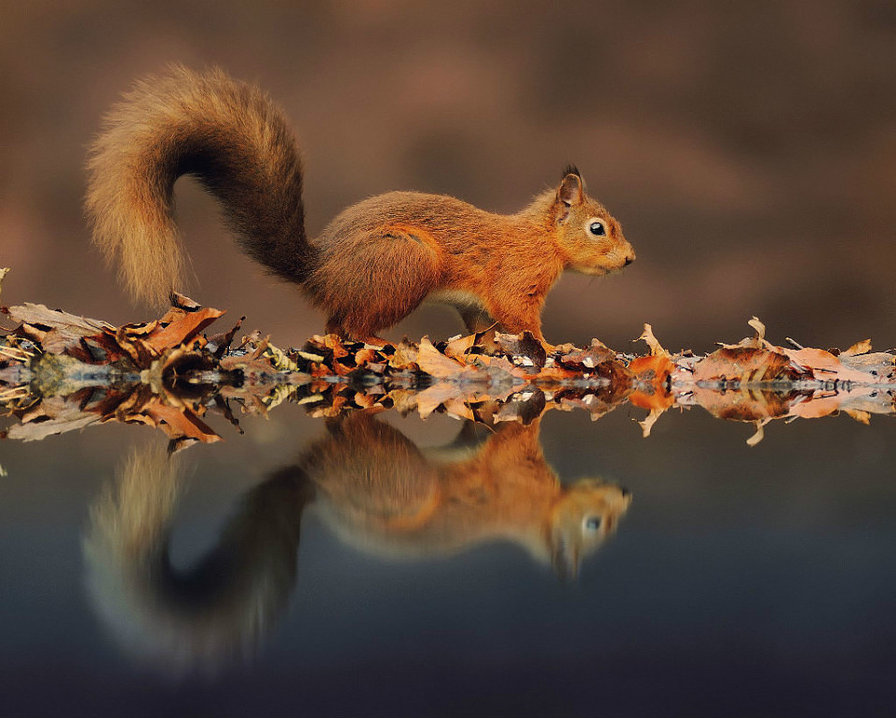 Белка - отражение - оригинал