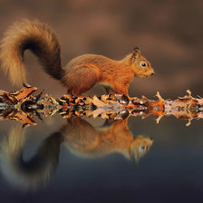 Схема вышивки «Белка»