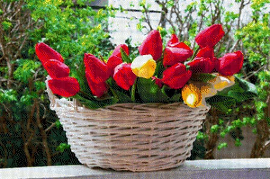 Тюльпаны - цветы.букет.лето - предпросмотр