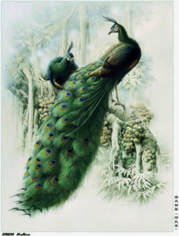 Павлины - птицы, павлины - предпросмотр