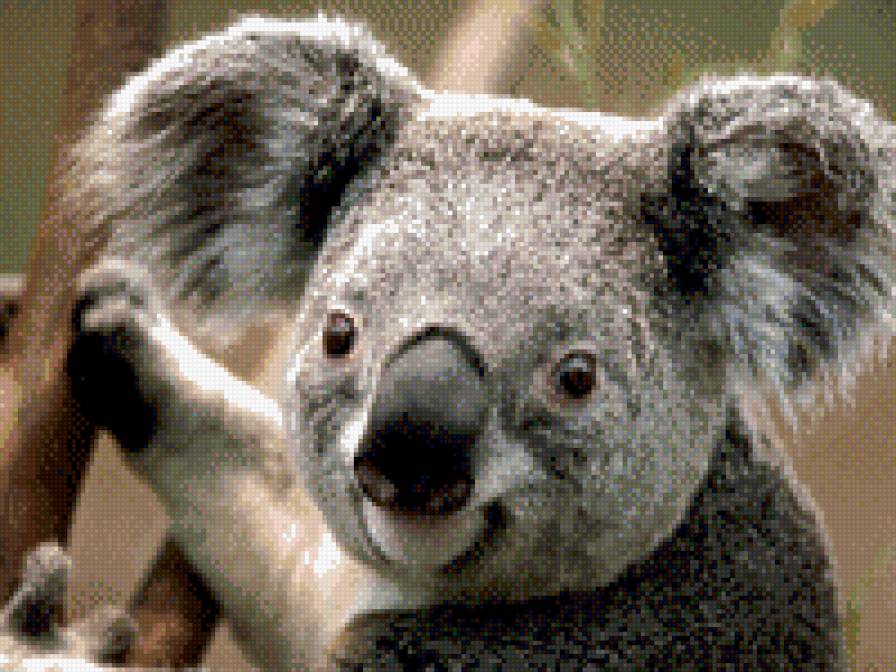 коала - предпросмотр