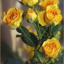 Оригинал схемы вышивки «Жёлтые розы» (№1071504)