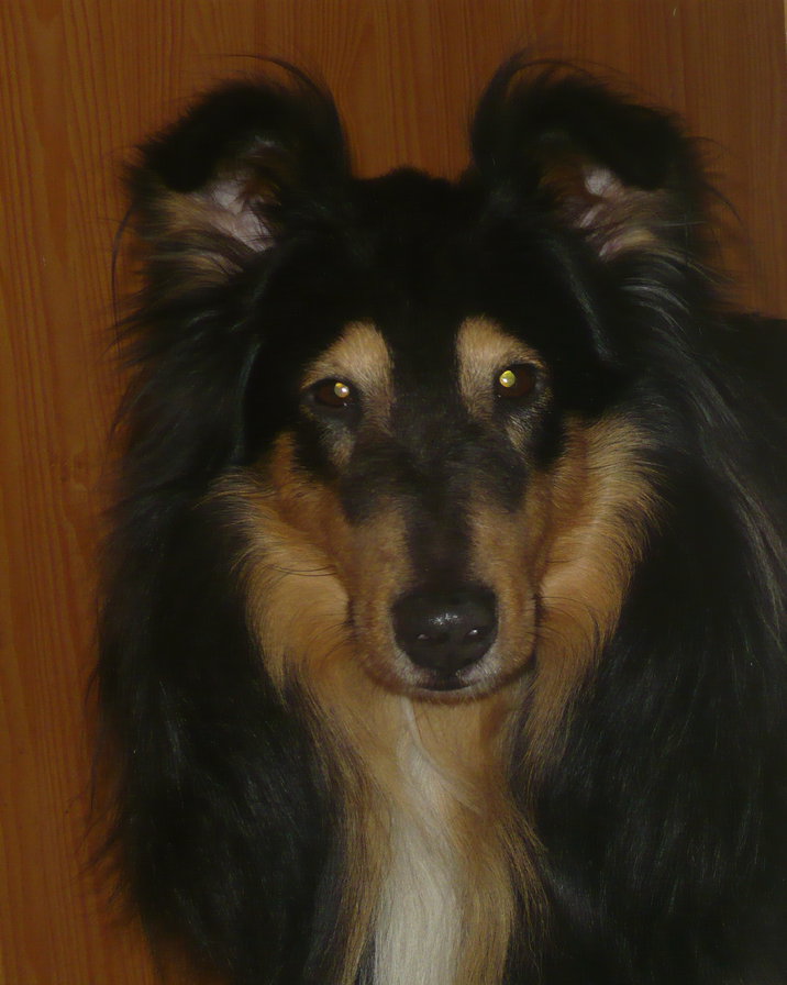 моя собака шелти Грим - оригинал