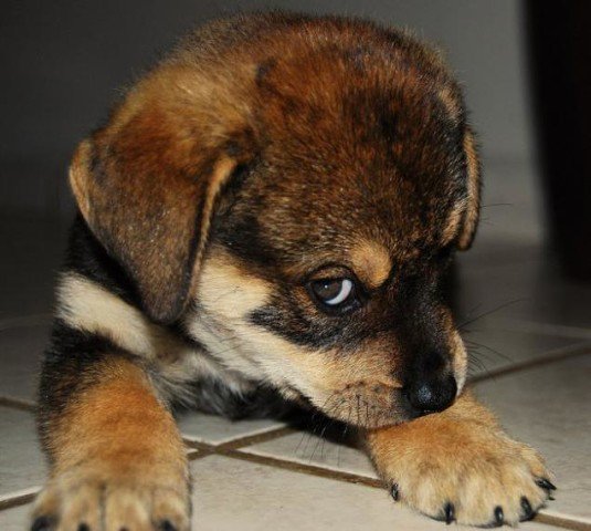 стесняшка - щенок - оригинал