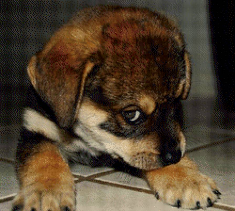 стесняшка - щенок - предпросмотр