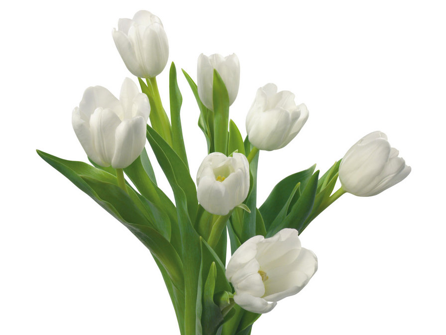 Белые тюльпаны - букет, цветы - оригинал