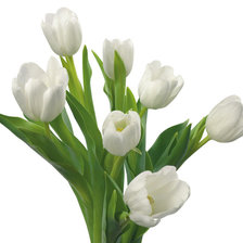 Оригинал схемы вышивки «Белые тюльпаны» (№1071898)
