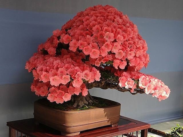 Бонсай - оригинал