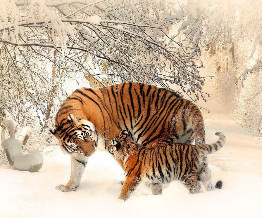 тигры - тир и тигренок - оригинал