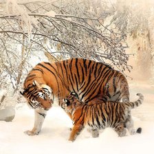 тигры