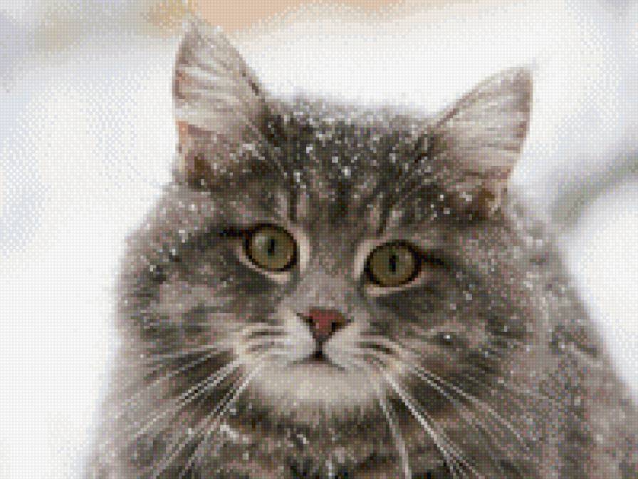 Кіцюнька - предпросмотр