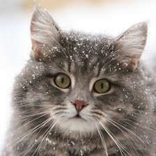 Схема вышивки «Кіцюнька»