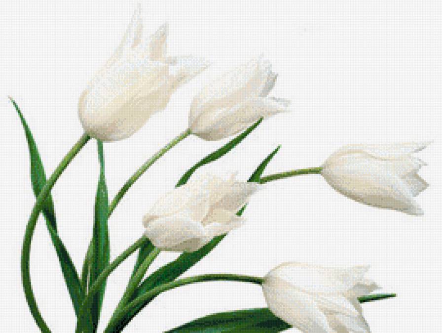 Белые тюльпаны - букет, цветы - предпросмотр