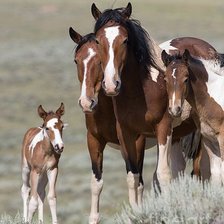 Схема вышивки «лошади»