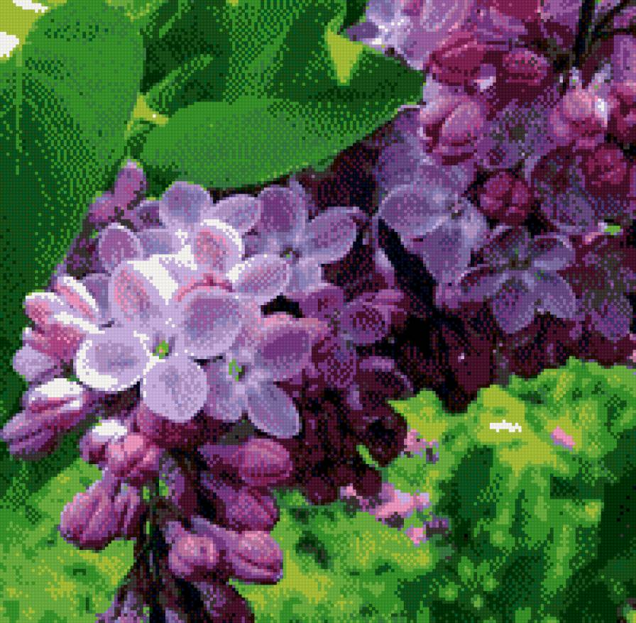 сирень - цветы, сирень - предпросмотр