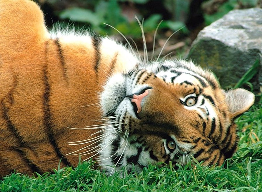 Тигра - оригинал