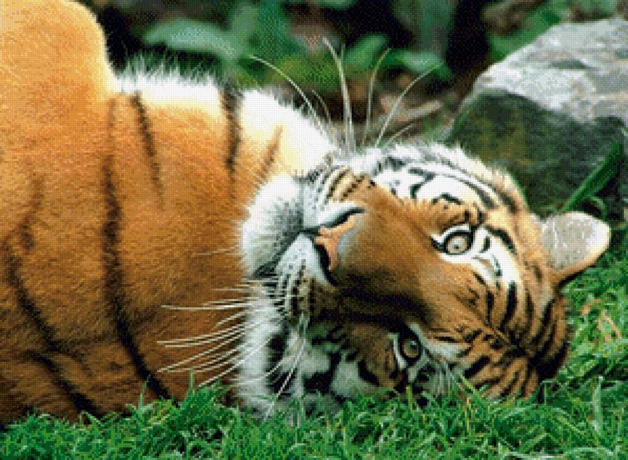 Тигра - предпросмотр