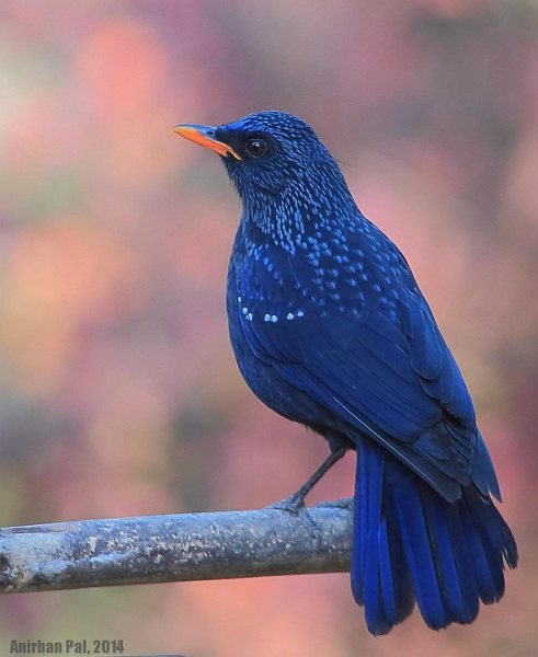 синяя птица - птицы надеджда мечта - оригинал