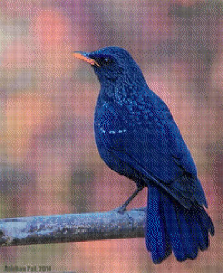 синяя птица - птицы надеджда мечта - предпросмотр