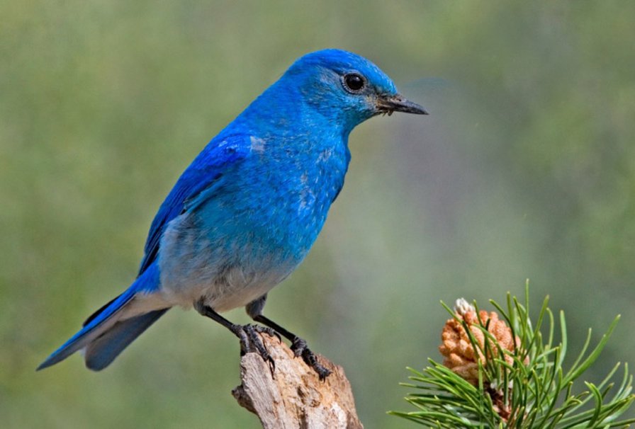 синяя птица - птица любовь мечта - оригинал