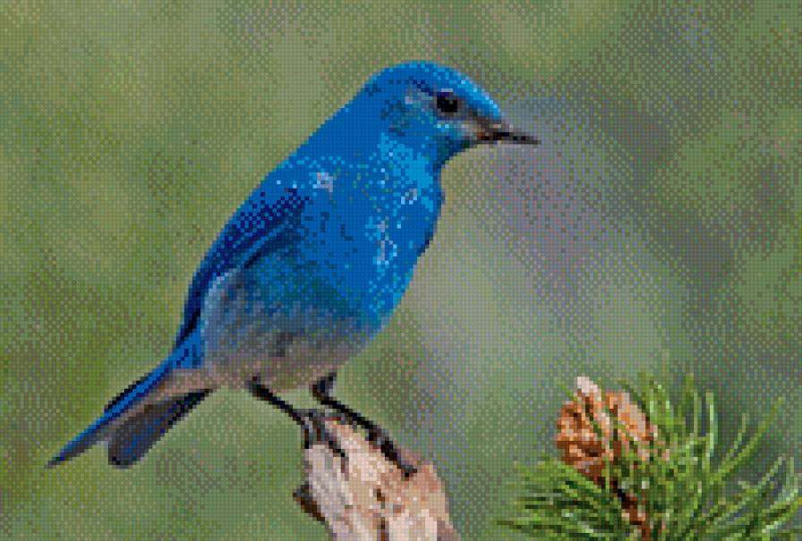 синяя птица - птица любовь мечта - предпросмотр