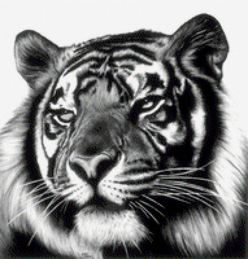 Тигр - кошка, монохромная, животные, тигр - предпросмотр