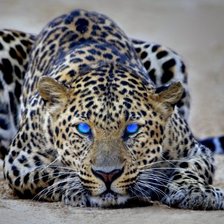 Схема вышивки «ягуар»