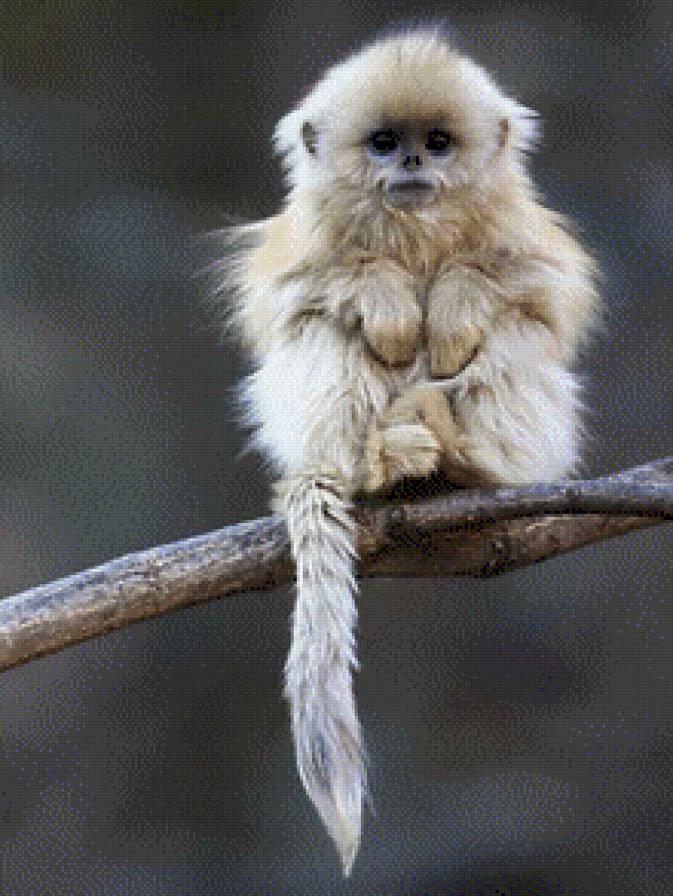 символ 2016 года - обезьянки, животные - предпросмотр