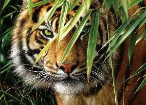 тигр3 - оригинал