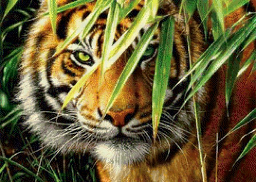 тигр 555 - предпросмотр