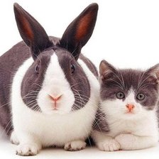 Схема вышивки «Братцы-кролики»