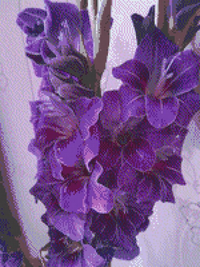 Гладиолус - цветы - предпросмотр