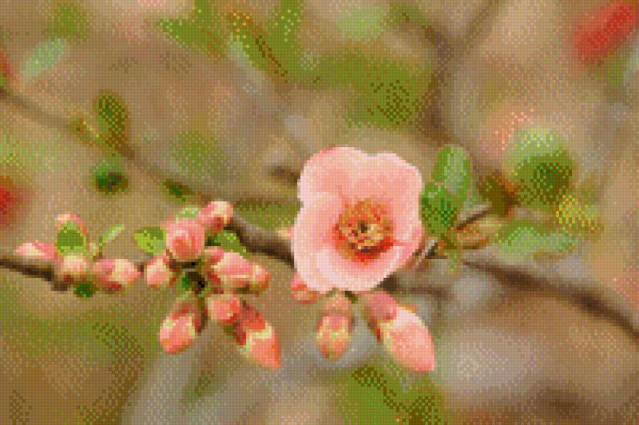 №1074353 - #цветы - предпросмотр